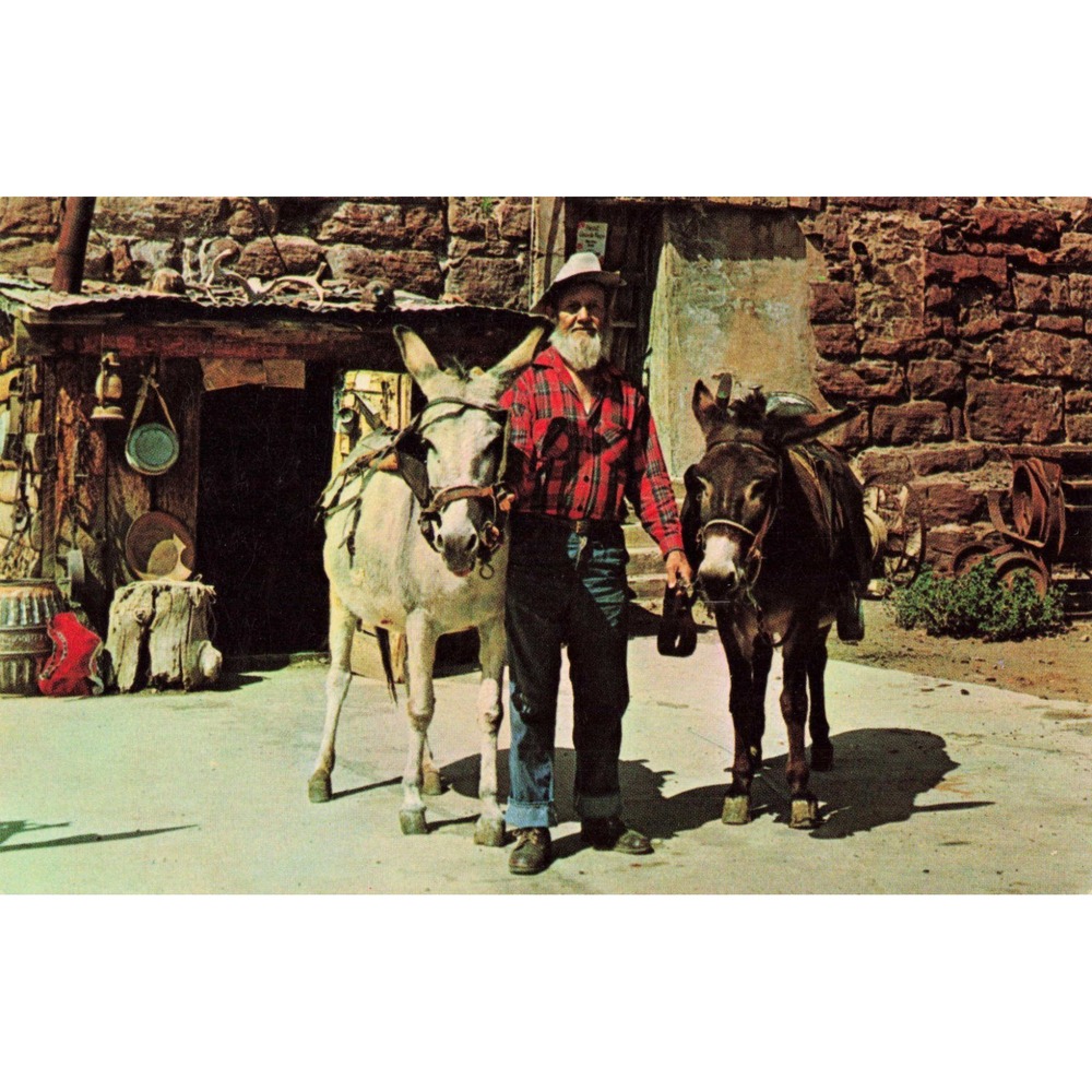 Vintage Jerome Arizona Prospector and Friends Burros Postcard Roben Co 152